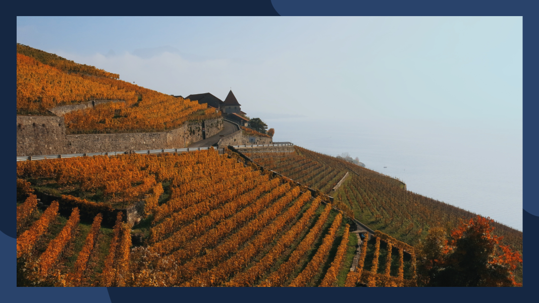 Viticulture: Best Practices