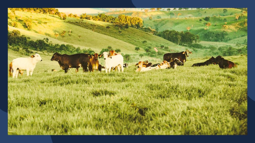 Integrating Livestock And Crop Production